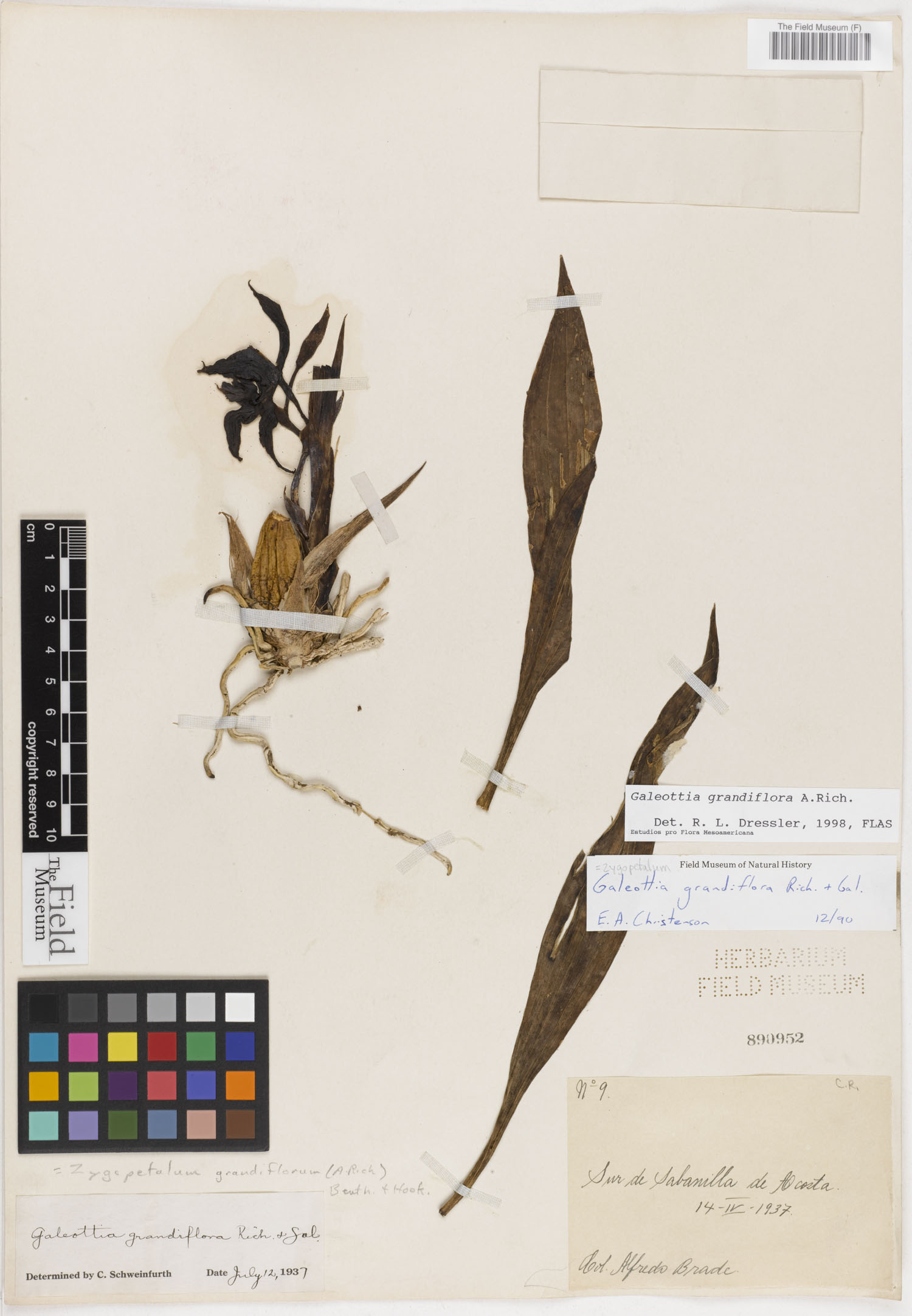 Galeottia grandiflora image