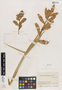 Guzmania calamifolia André ex Mez, Colombia, J. Cuatrecasas 16172, F