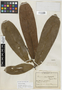 Hexalobus megalophyllus Engl. & Diels, CAMEROON, G. A. Zenker s.n., Isotype, F