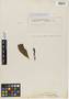Alseis reticulata Pilg. & Schmale, Brazil, E. H. G. Ule 9728, Isotype, F