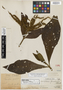 Alseis peruviana Standl., Peru, Ll. Williams 5030, Holotype, F