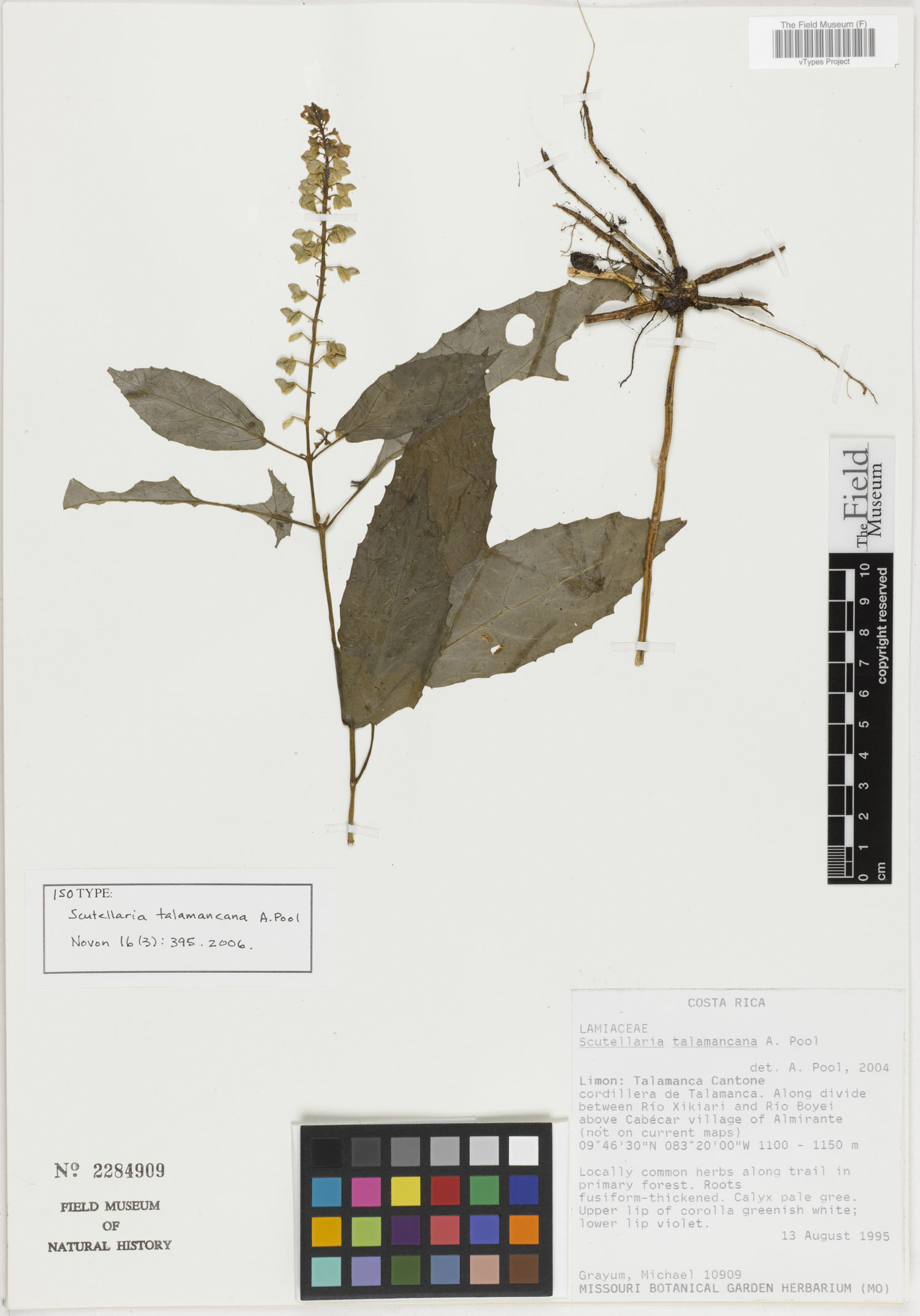 Scutellaria talamancana image