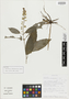 Scutellaria talamancana A. Pool, Costa Rica, M. H. Grayum 10909, Isotype, F