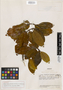 Rudgea lucentifolia Standl. & Steyerm., Venezuela, J. A. Steyermark 56502, Holotype, F