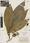 Rudgea cardonae Steyerm., Venezuela, F. Cardona P. 1503, Isotype, F