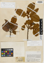 Chrysophyllum lanatum T. D. Penn., Colombia, J. Cuatrecasas 19187, Isotype, F