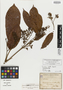 Trichilia adolfi Harms, Costa Rica, A. Tonduz 13360, Isolectotype, F