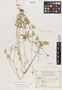 Cerastium sinaloense D. A. Good, Mexico, H. S. Gentry 7224, Isotype, F
