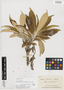Olearia traillii Kirk, New Zealand, T. Kirk s.n., Possible type, F