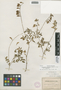Astragalus robbinsii var. robbinsii image