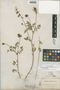 Astragalus robbinsii (Oakes) A. Gray var. robbinsii, U.S.A., C. G. Pringle s.n., F