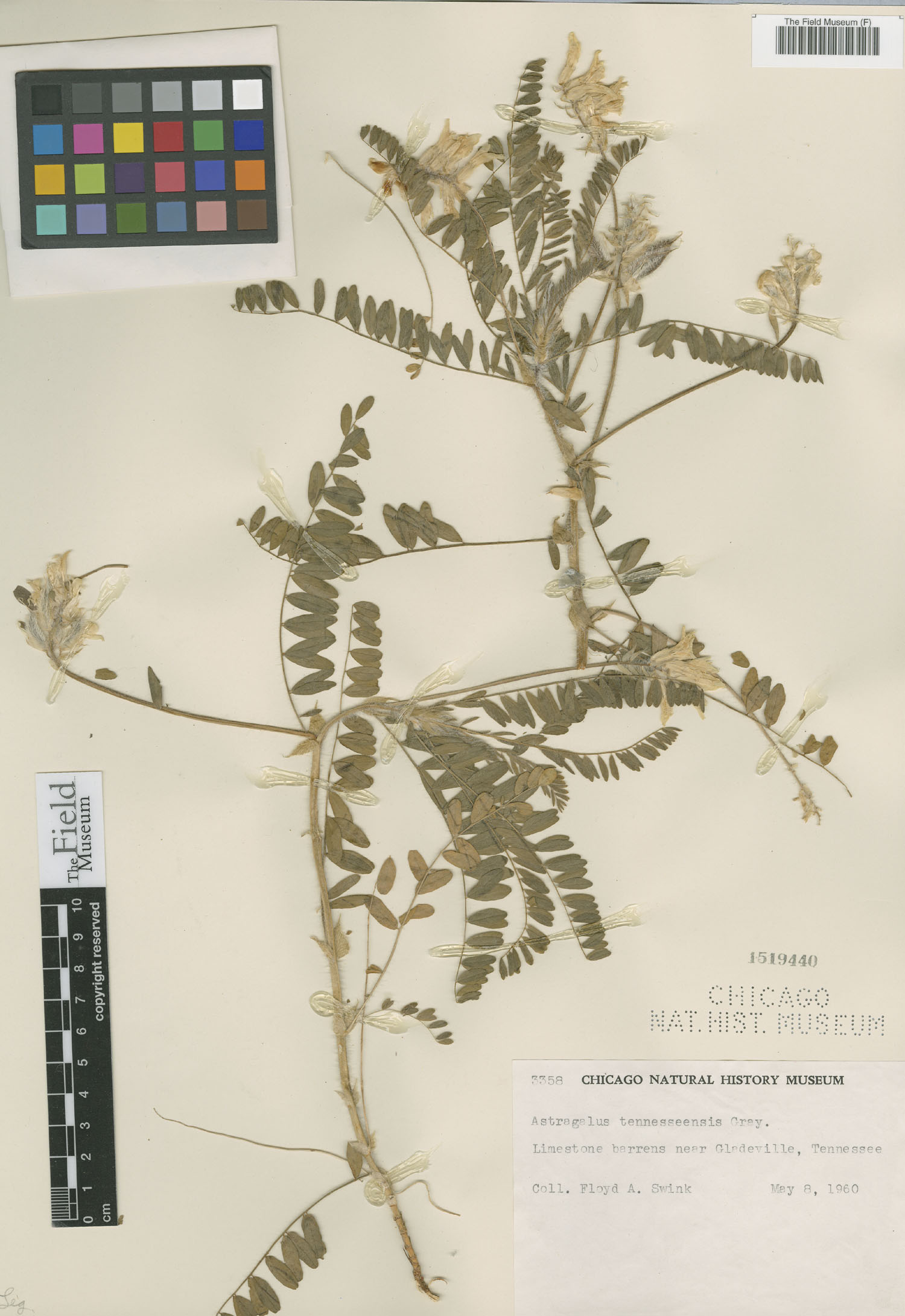 Astragalus tennesseensis image