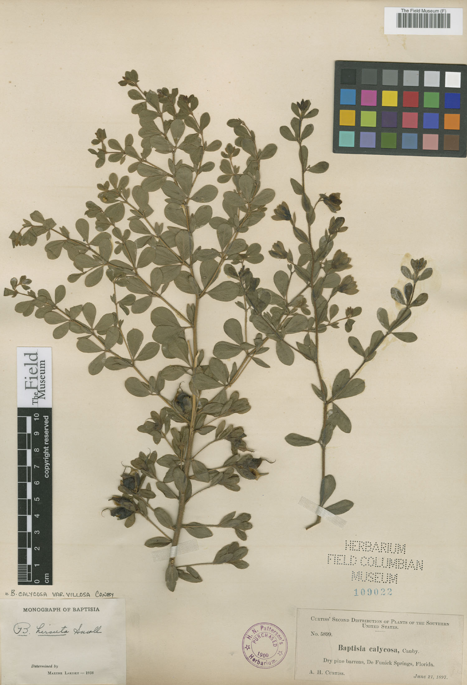 Baptisia calycosa var. villosa image