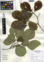 Cornus florida L., U.S.A., S. D. Glenn 1905, F