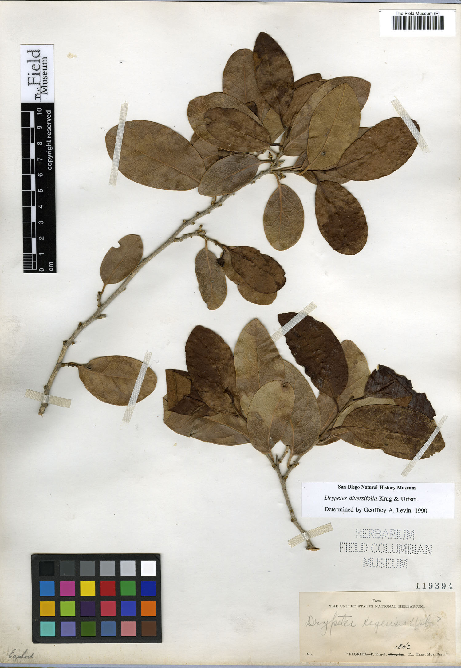 Drypetes diversifolia image