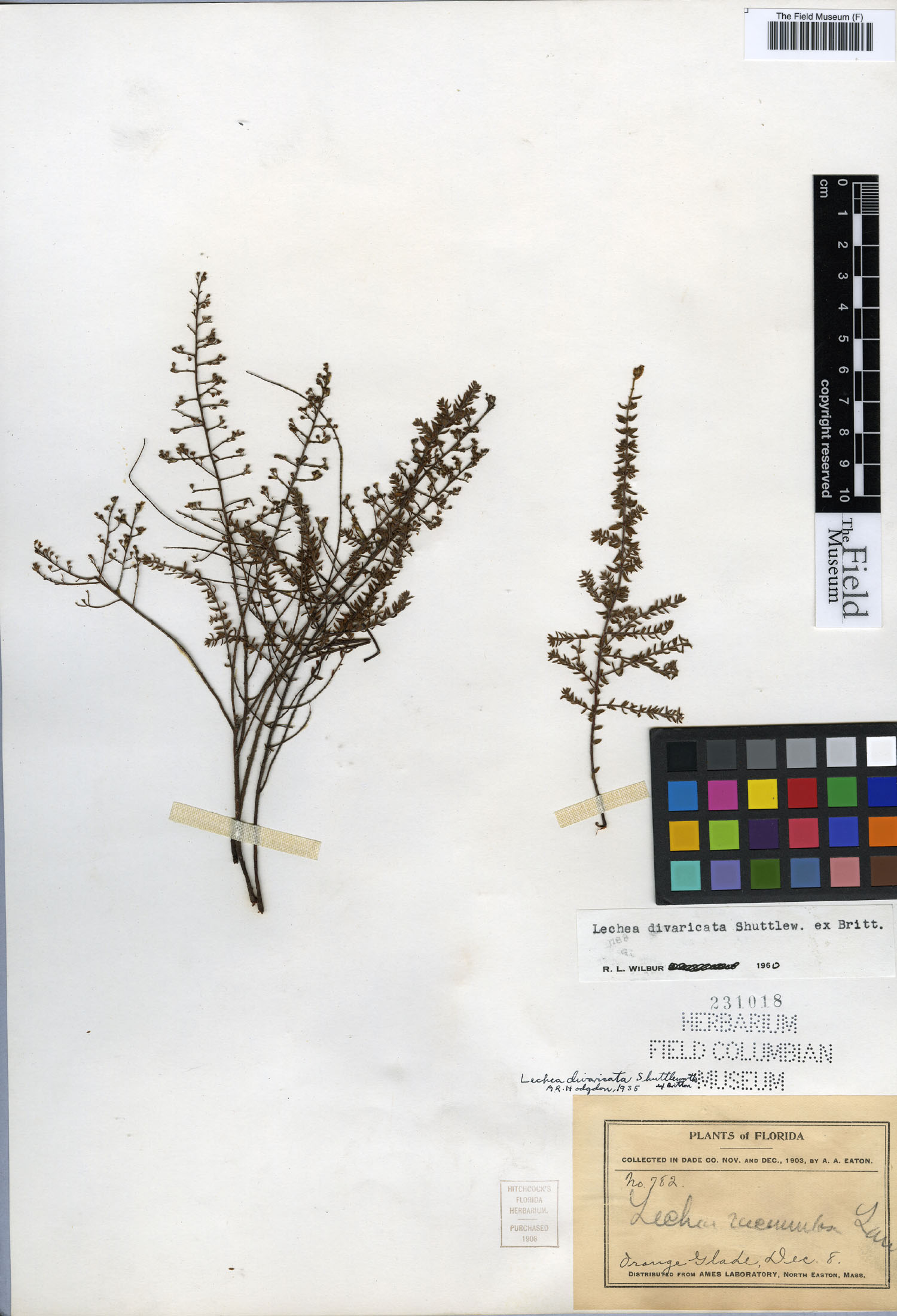 Lechea divaricata image