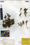 Loiseleuria procumbens image