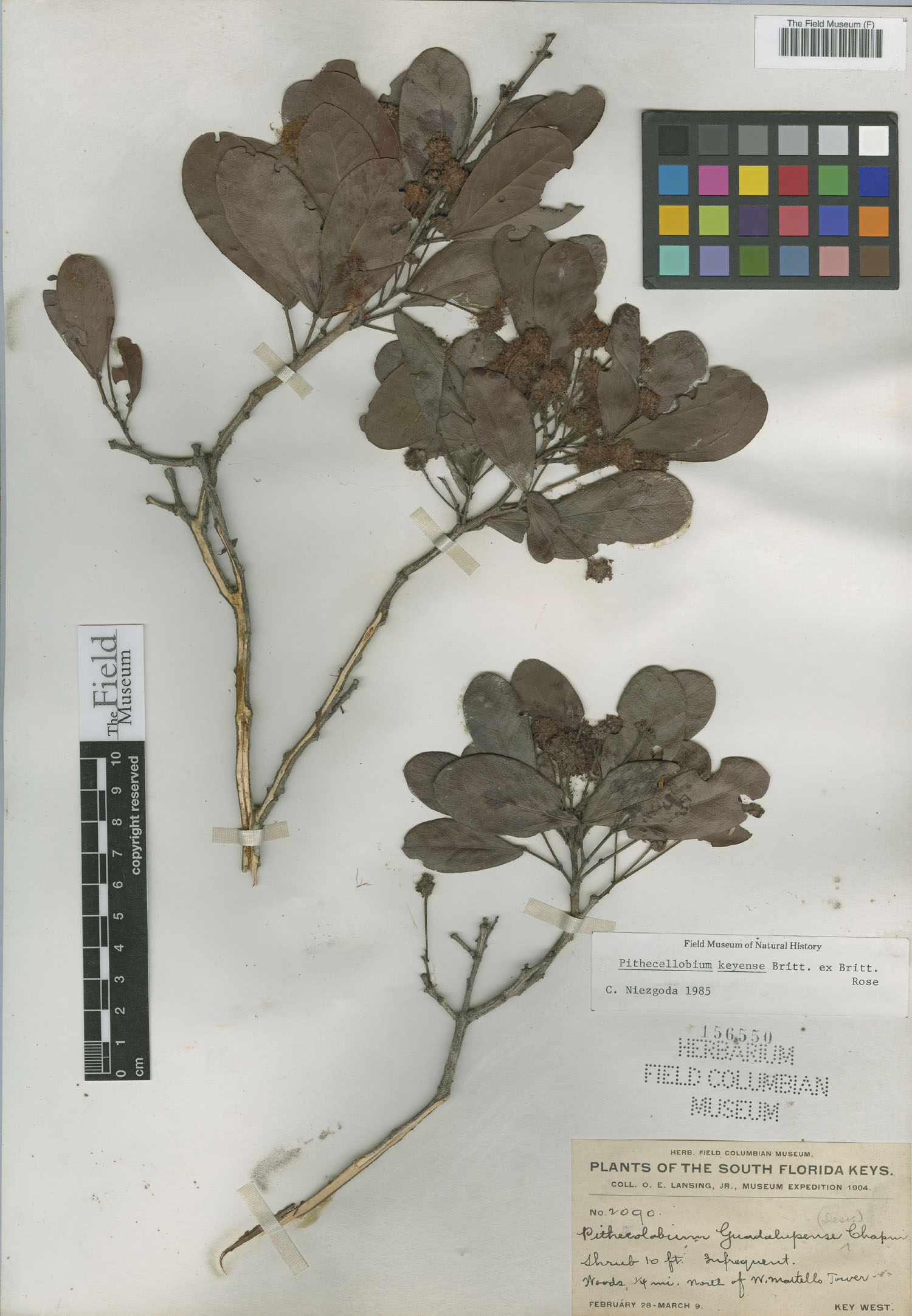 Pithecellobium keyense image