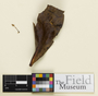 Phaeodepas nutans, Colombia, R. Singer B-6155, Holotype, F