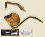 Oudemansiella canarii (Jungh.) Höhn., India, K. M. Leelavathy 672, Type [status unknown], F