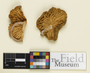 Oudemansiella linicolor Grinling ex Singer, Congo Republic, Bouquet 71201, Holotype, F