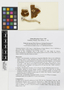 Limacella grisea Singer, Spain, R. Singer C- 9595, Holotype, F