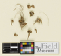 Marasmiellus mesosporus Singer, U.S.A., L. T. Lucas, Holotype, F
