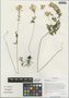 Corydalis nigroapiculata C. Y. Wu, China, D. E. Boufford 32150, F
