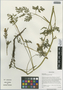 Corydalis pseudotongolensis Lidén, China, D. E. Boufford 30601, F
