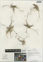 Hypecoum leptocarpum Hook. f. & Thomson, China, D. E. Boufford 32090, F