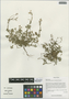 Hypecoum leptocarpum Hook. f. & Thomson, China, D. E. Boufford 31297, F
