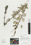 Aconitum flavum, China, D. E. Boufford 30001, F