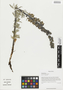 Aconitum pendulum, China, D. E. Boufford 29585, F