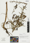 Aconitum kongboense var. kongboense, China, D. E. Boufford 34648, F