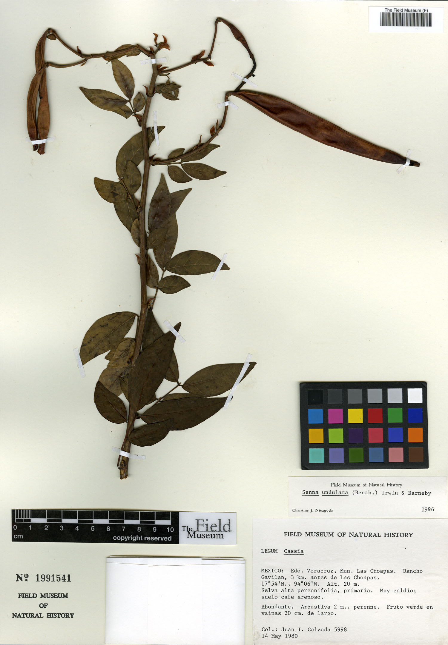 Senna undulata image