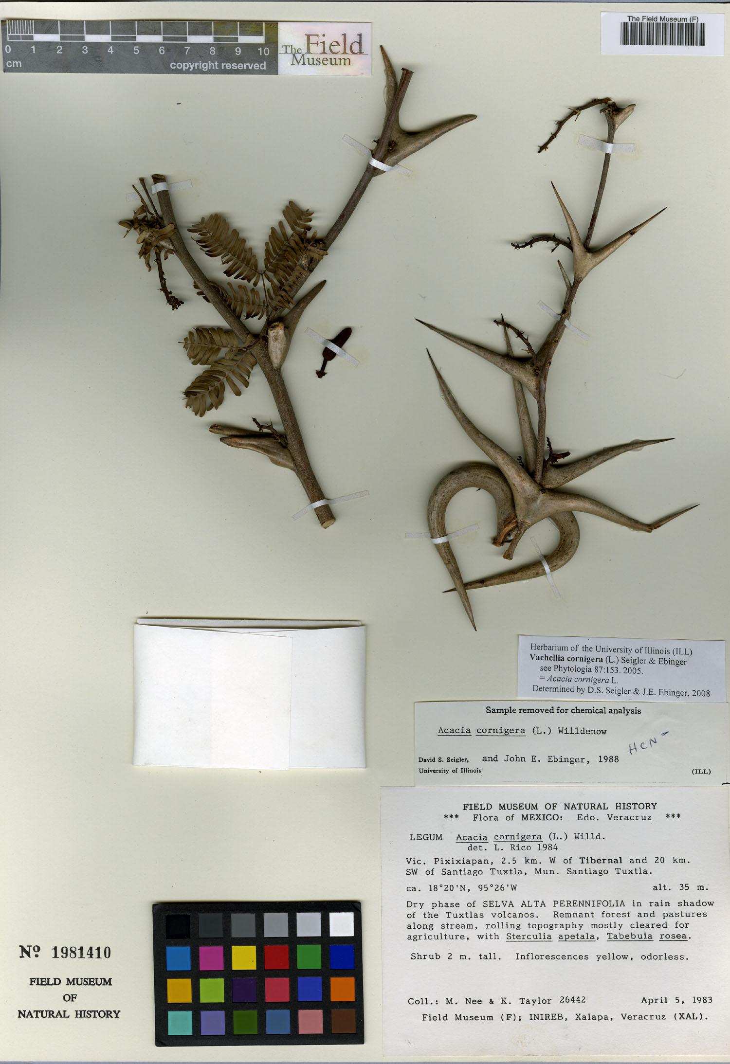 Vachellia cornigera image