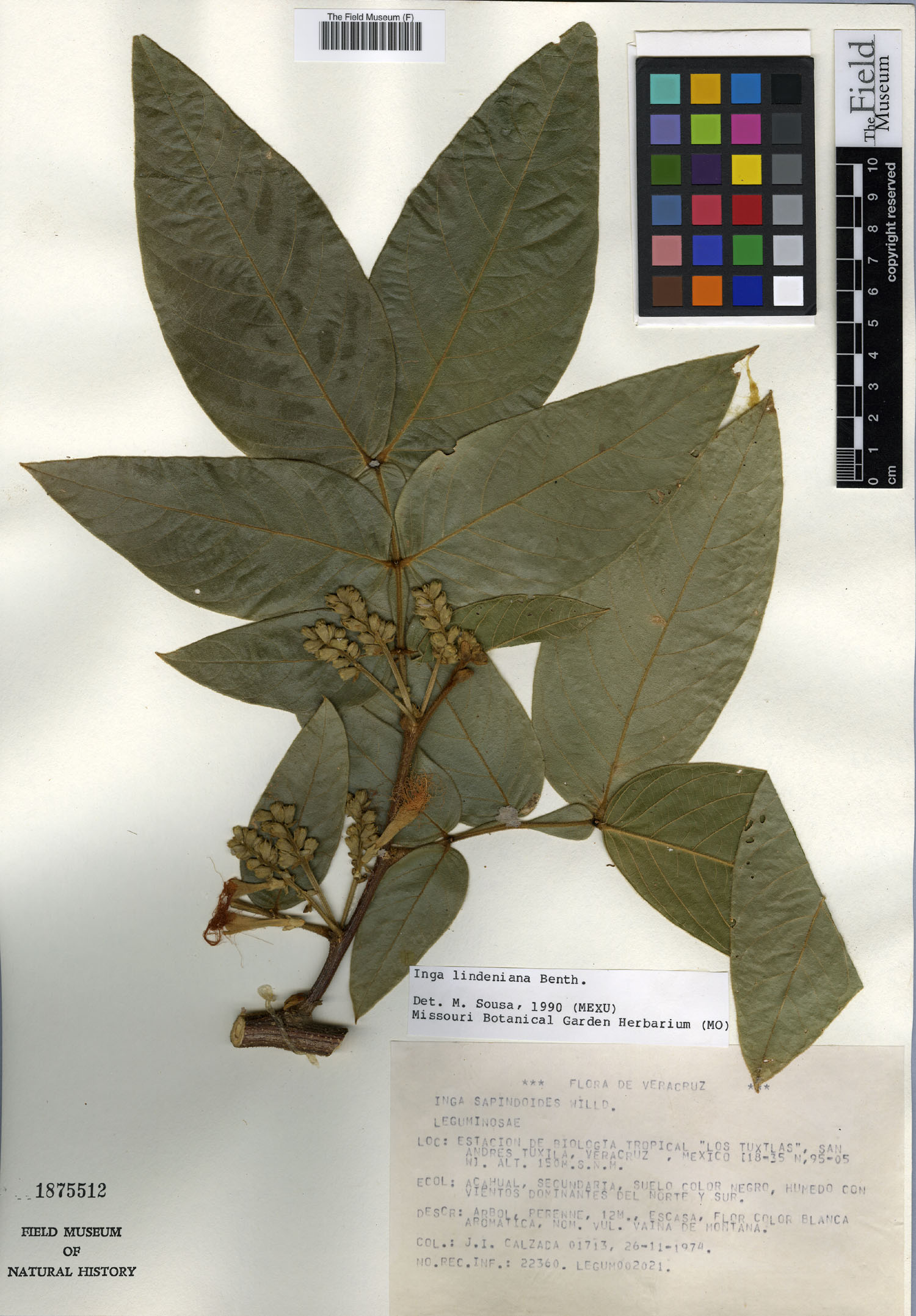 Inga sapindoides image