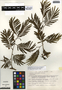 Leucaena diversifolia image