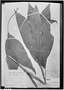 Field Museum photo negatives collection; Leningrad specimen of Geonoma cespitosa H. Wendl., BRAZIL, L. Riedel 488, Type [status unknown], LE