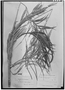 Field Museum photo negatives collection; Leningrad specimen of Geonoma trinervis Drude & H. Wendl., BRAZIL, L. Riedel 734, Type [status unknown], LE