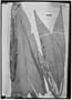 Field Museum photo negatives collection; Leningrad specimen of Geonoma bifurca Drude, BRAZIL, L. Riedel 732, Type [status unknown], LE