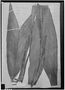 Field Museum photo negatives collection; Leningrad specimen of Geonoma bifurca Drude, BRAZIL, L. Riedel 732, Type [status unknown], LE