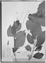 Field Museum photo negatives collection; Genève specimen of Cestrum chloranthum Dunal, Trinidad and Tobago, F. W. Sieber 143, Type [status unknown], G
