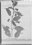 Field Museum photo negatives collection; Genève specimen of Solanum lasiopodium Dunal, COLOMBIA, J. J. Linden 815, Type [status unknown], G