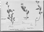 Field Museum photo negatives collection; Genève specimen of Solanum pygmaeum Cav., URUGUAY, P. Commerson, Type [status unknown], G