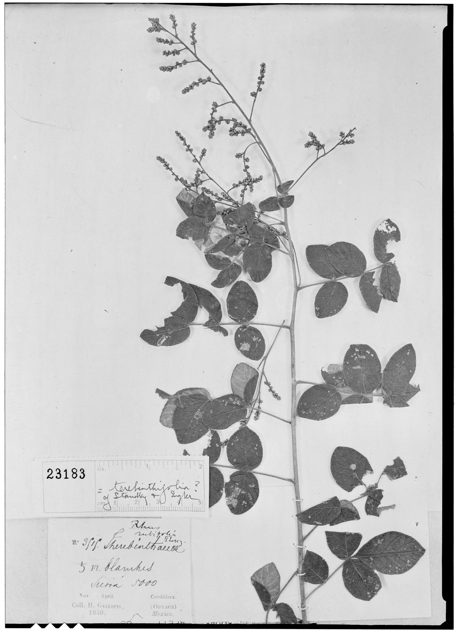 Rhus rubifolia image