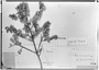 Field Museum photo negatives collection; Genève specimen of Ilex microphylla Hook., PERU, A. Mathews 1636, Type [status unknown], G