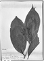 Field Museum photo negatives collection; Genève specimen of Couratari uaupensis, BRAZIL, R. Spruce 2510, Isotype, G