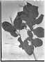 Field Museum photo negatives collection; Genève specimen of Thiloa glaucocarpa (Mart.) Eichler, BRAZIL, G. Gardner 2160, G