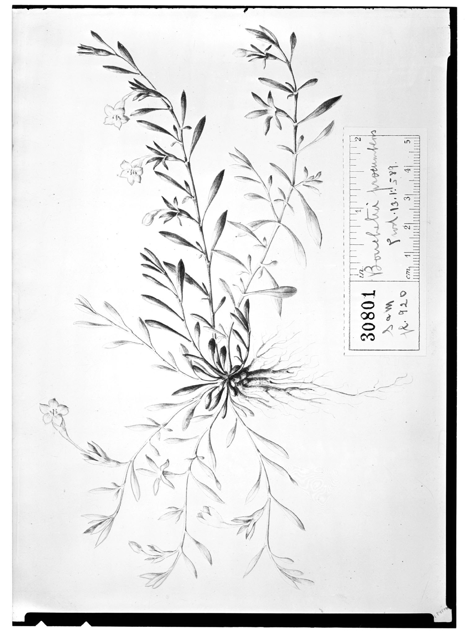 Bouchetia procumbens image